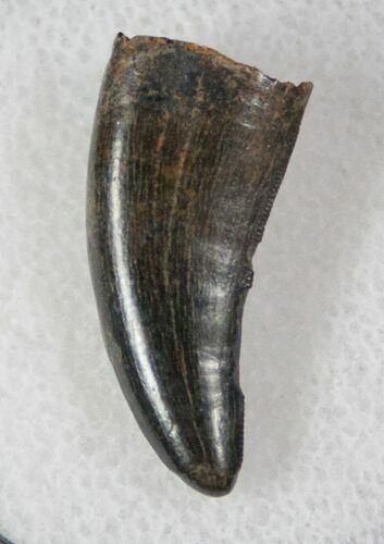 Baby Tyrannosaur Tooth - Hell Creek Formation #13392